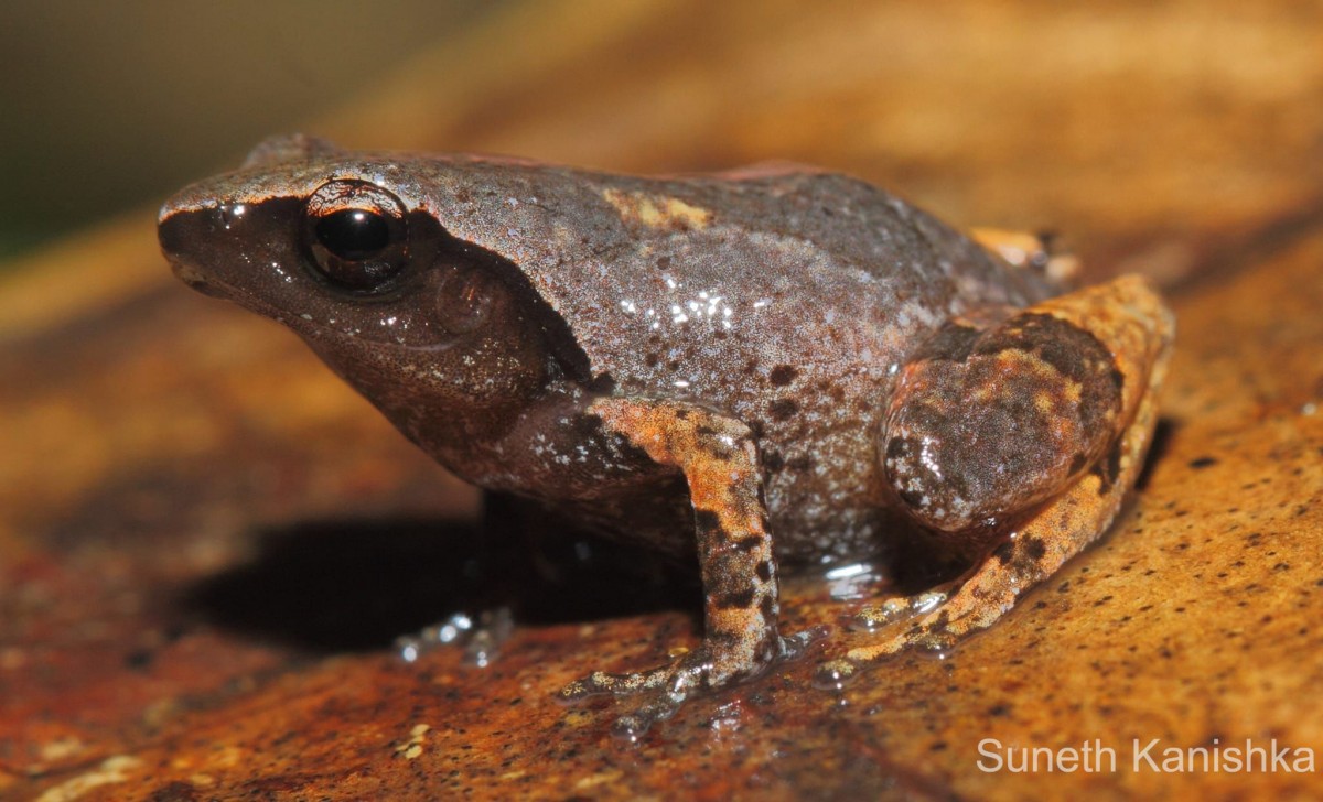 Pseudophilautus simba Manamendra-Arachchi & Pethiyagoda, 2005